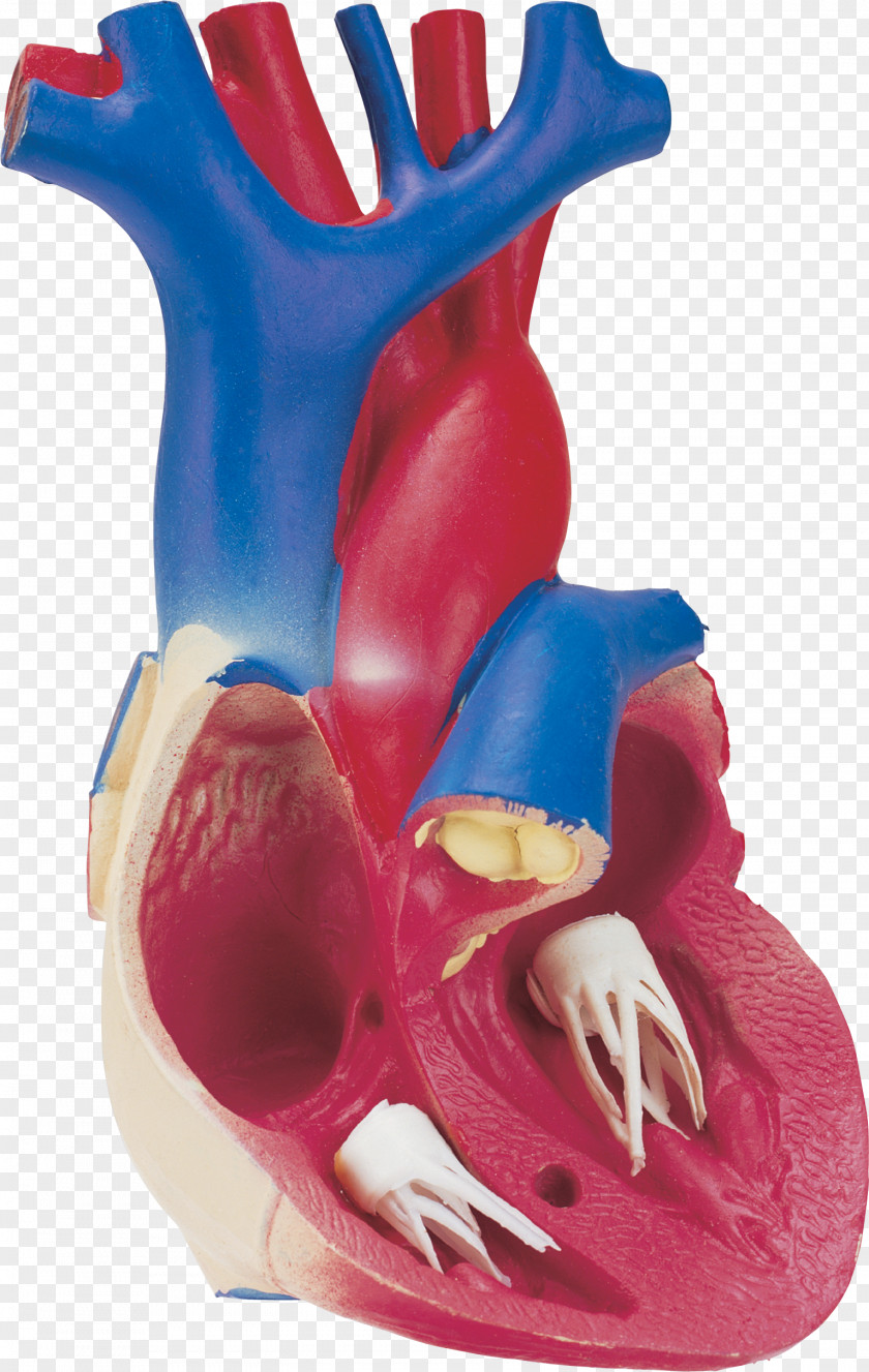 Human Body Heart Organ Blood Vessel Anatomy PNG body vessel anatomy, organs clipart PNG