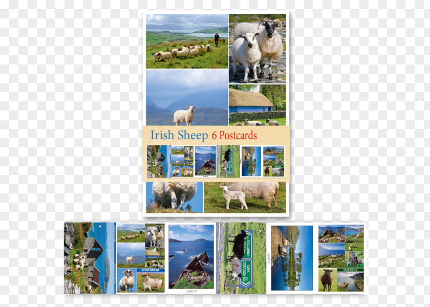 Sheep Material Dog Breed Dublin Post Cards Irish People PNG