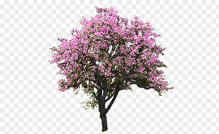 A Magnolia Tree Flower Clip Art PNG