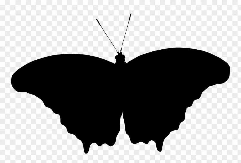 Brush-footed Butterflies Silhouette M. Butterfly Black M PNG