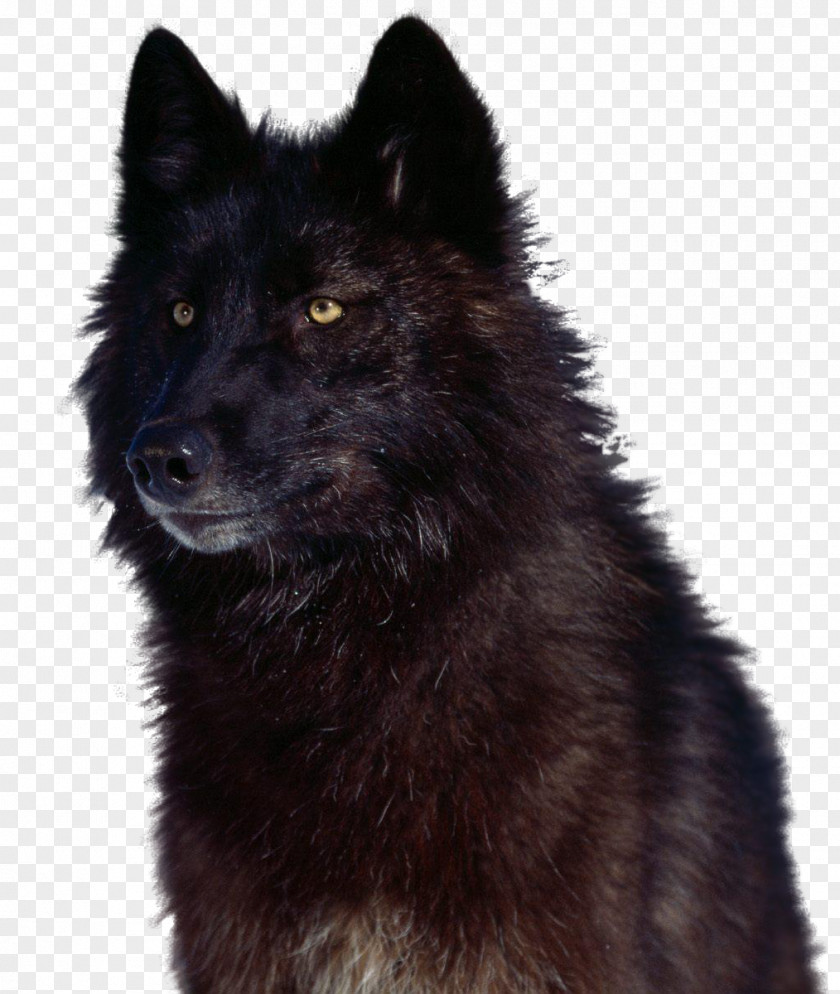 Lobo Rusia Canadian Eskimo Dog German Spitz Mittel Eurasier Kunming Wolfdog Shiloh Shepherd PNG