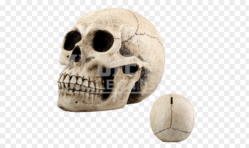 Skull Piggy Bank Money Coin PNG