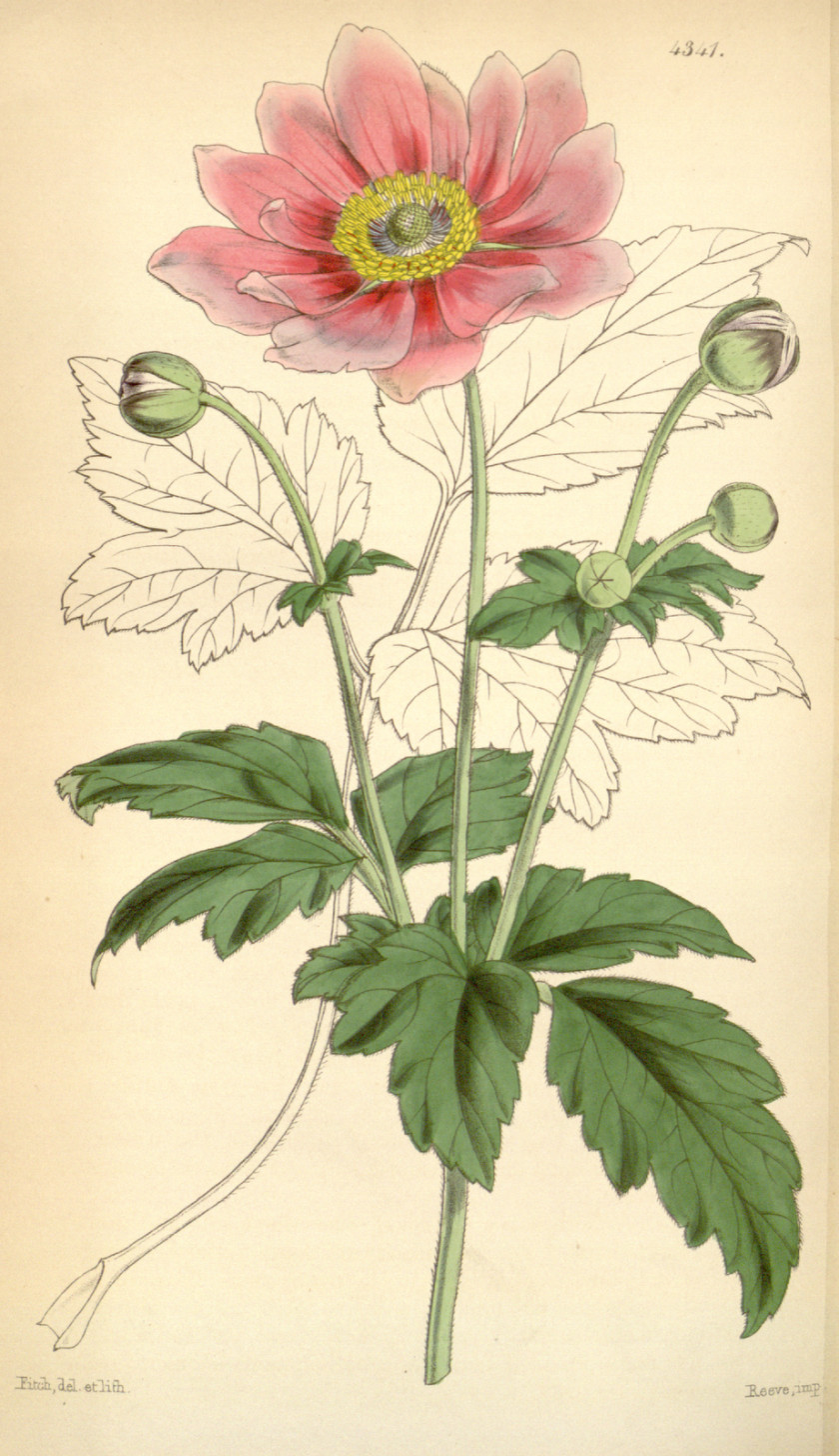 Anemone Japanese Flower Curtis's Botanical Magazine Botany Illustration PNG