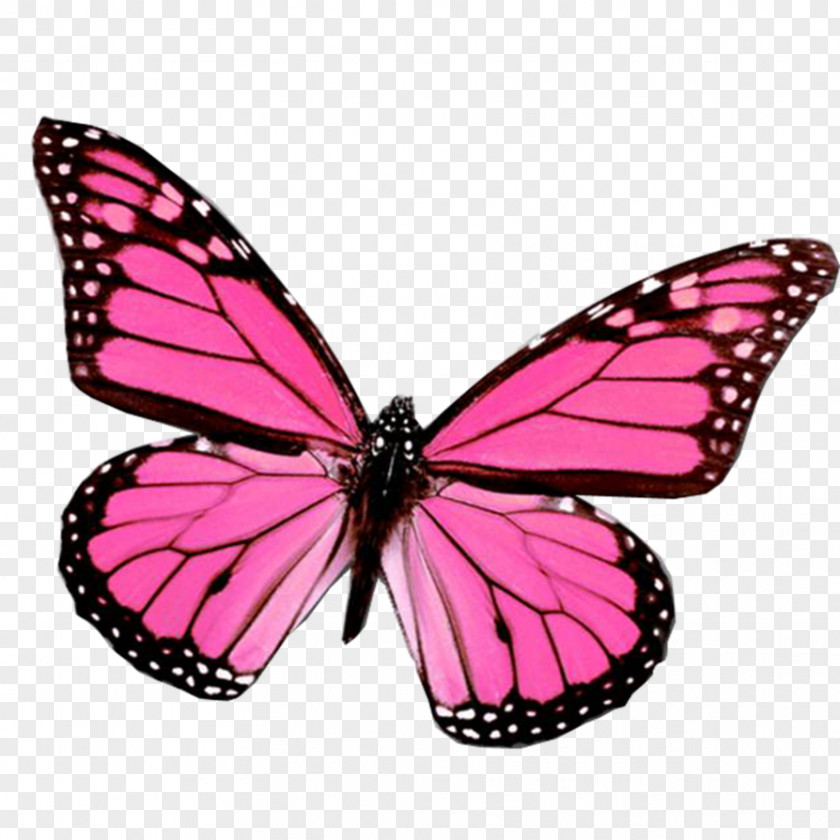 Color Butterfly Monarch Insect Clip Art PNG