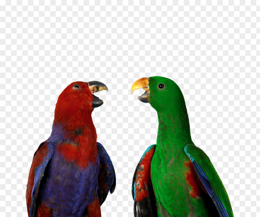 Parrot Bird Eclectus Cockatoo U9ce5u985e: U9e1au9d61 Training PNG