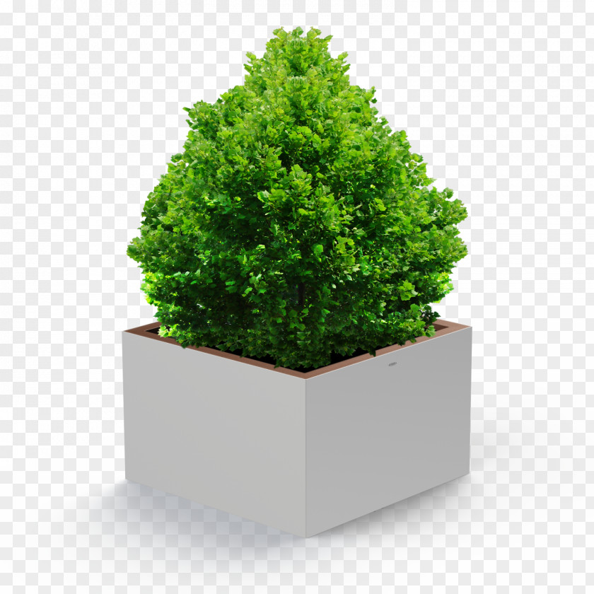 Potted Plant Flowerpot Houseplant Ornamental Tree PNG