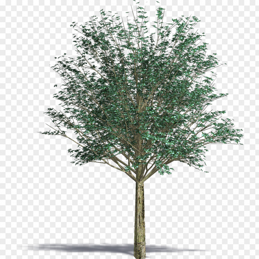 Tree Architecture Birch PNG