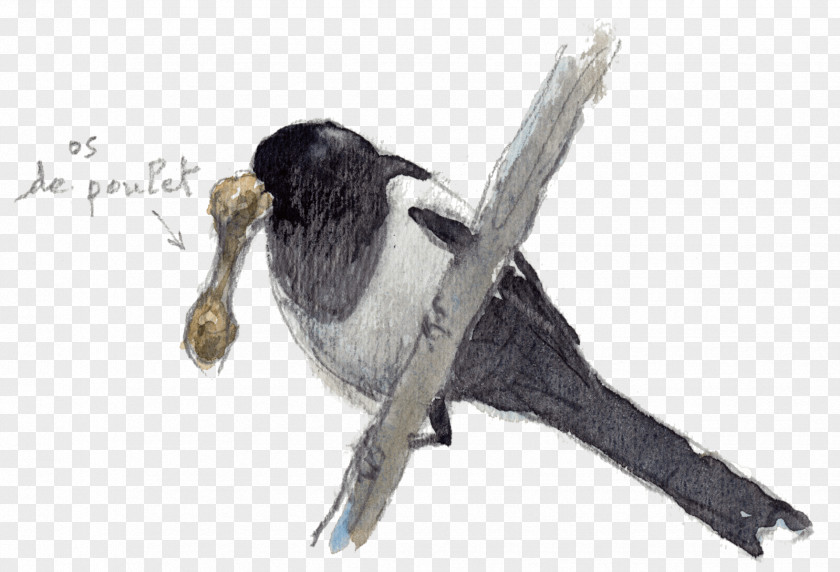 Un Nid Beak Bird Passerine Fauna Feather PNG
