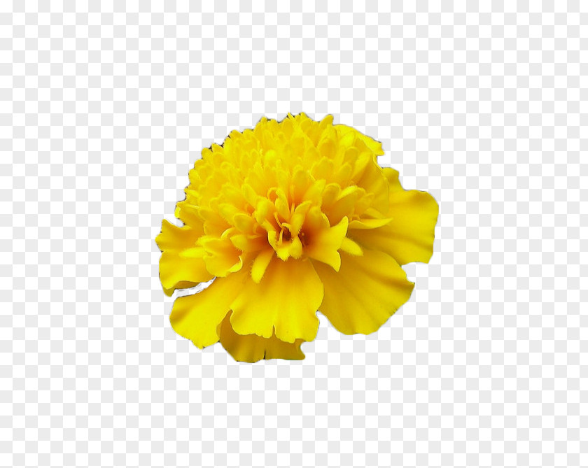 Yellow Marigold Mexican Calendula Officinalis Flower PNG