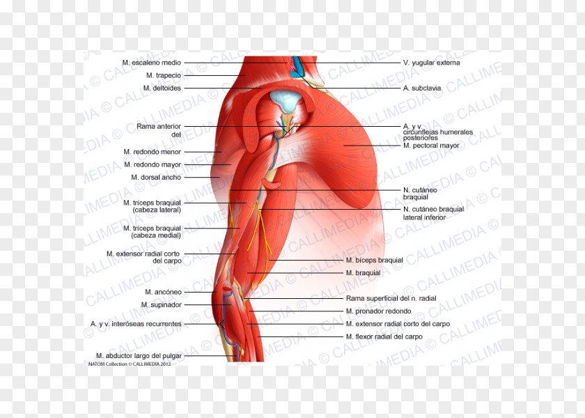Arm Shoulder Muscle Elbow Anatomy PNG