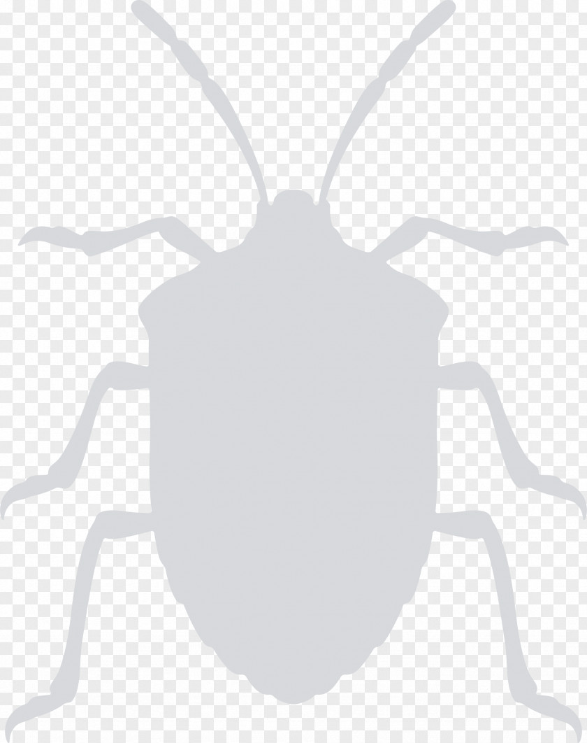 Bug Brown Marmorated Stink Bed Clip Art PNG