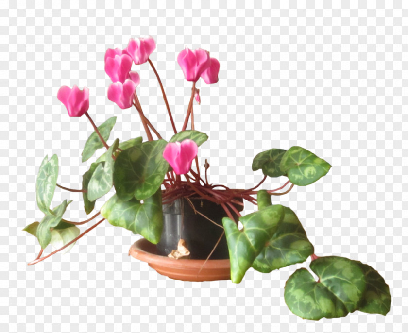 Cyclamen Biru DeviantArt Artist Magenta PNG