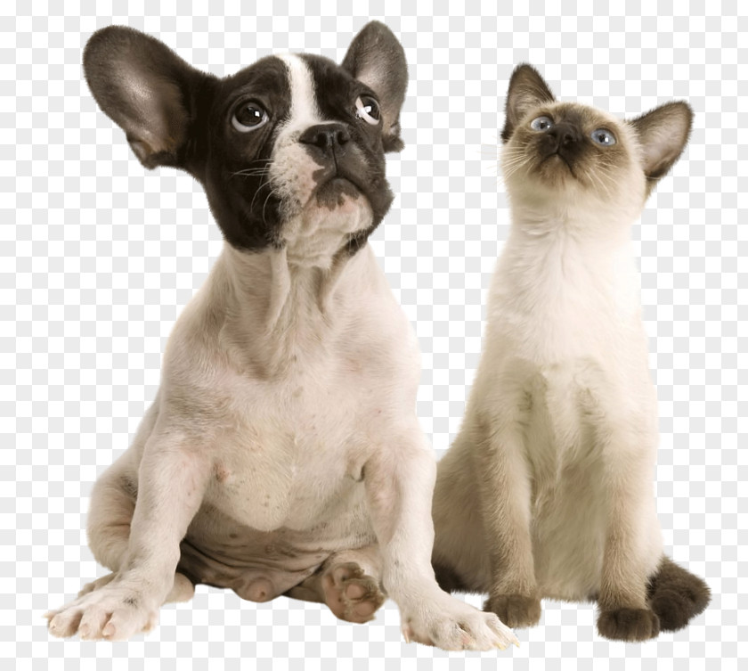 Dog Pet Cat Hotel Shop PNG