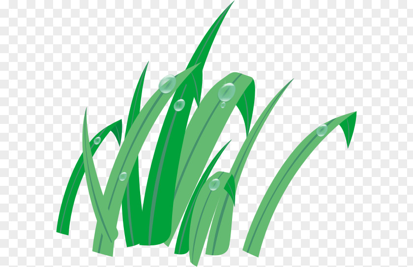 Impress 0 Leaf Afternoon Flower PNG