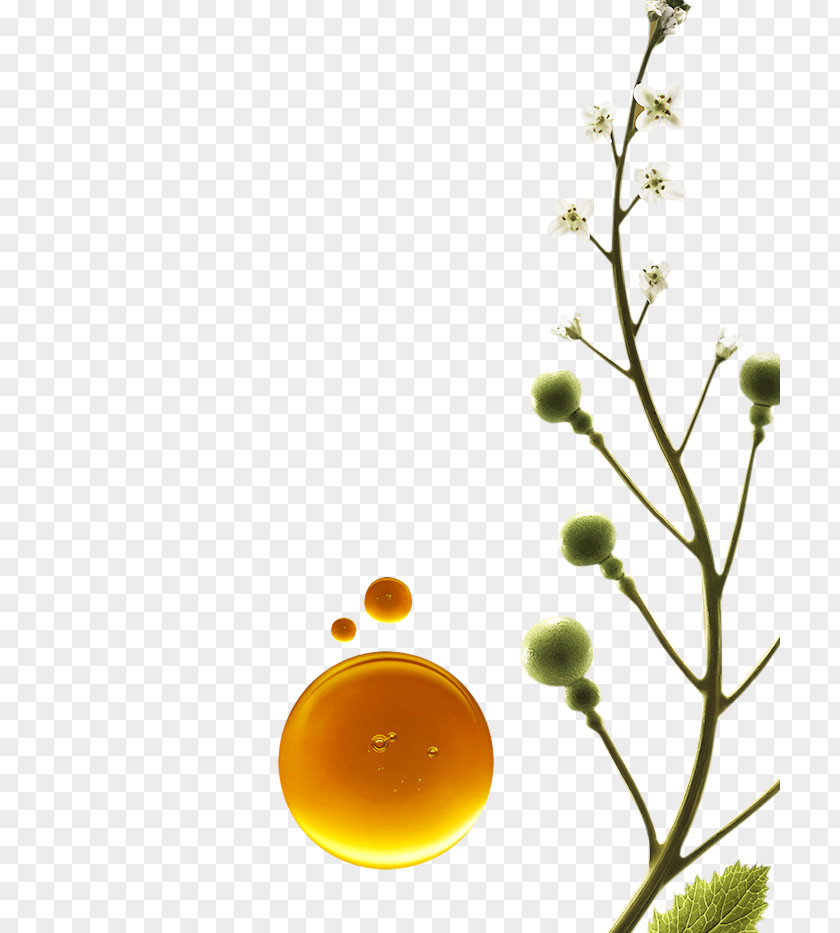 Oil Al-Habash Laboratory Botany Camelina Sativa PNG