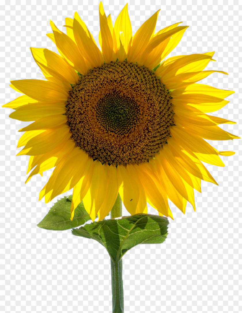 Sunflower Seed Feeling Organization Natural Environment Goal Happiness PNG