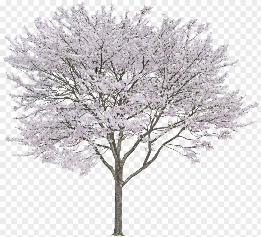 Tree Woody Plant Branch Twig PNG