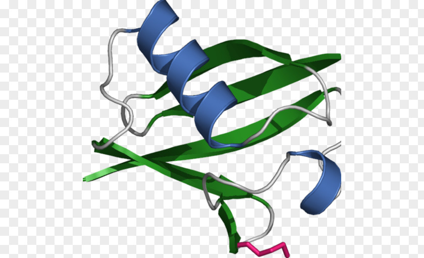 Ubiquitin Protein Proteasome Cell Signaling PNG