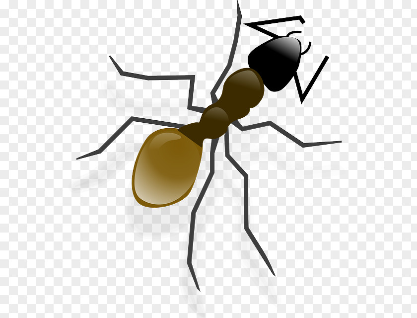 Ant Clip Art PNG