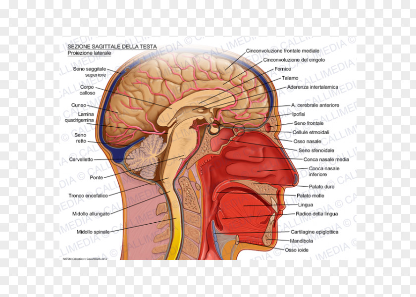 Brain Sagittal Plane Human Head Skull PNG