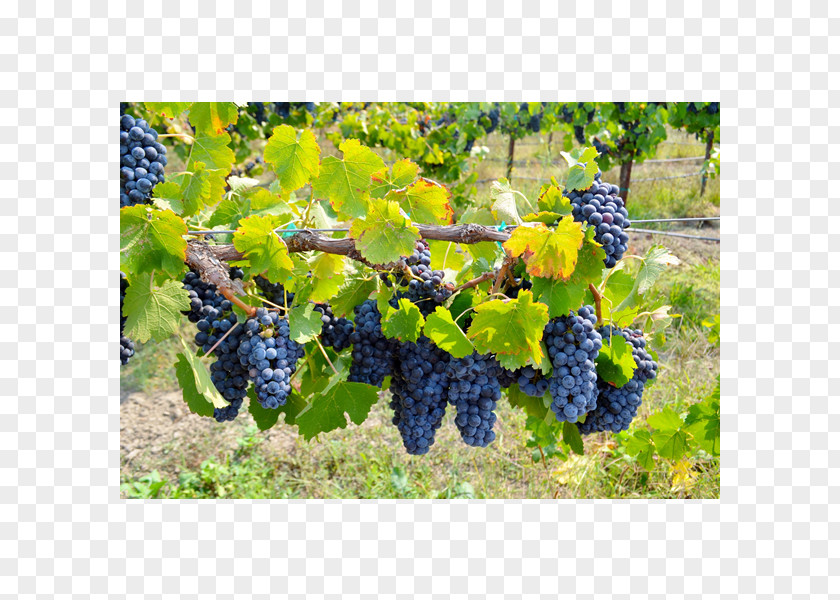 Grape Cox Vineyard Seedless Fruit Ukiah PNG