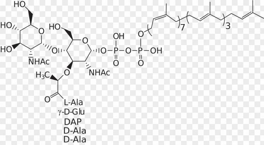 Lipid II Peptidoglycan A Cholesterol PNG