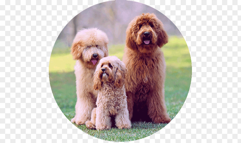 Puppy Miniature Poodle Cockapoo Standard Labradoodle Toy PNG