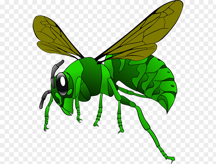 Bee Green Hornet Clip Art PNG