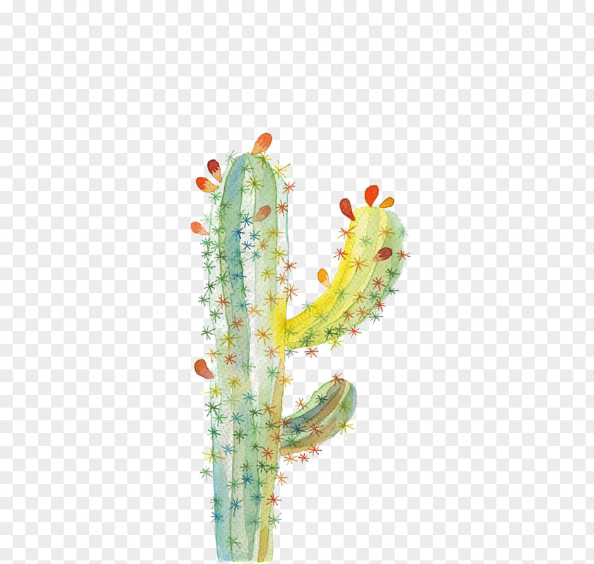 Cactus UGallery Cactaceae Drawing Watercolor Painting PNG