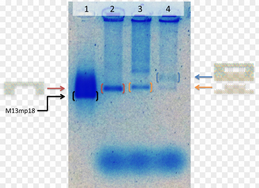 Gel Electrophoresis Of Nucleic Acids DNA Origami PNG