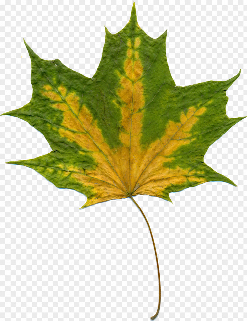 Leaf Maple Autumn Color Tree PNG