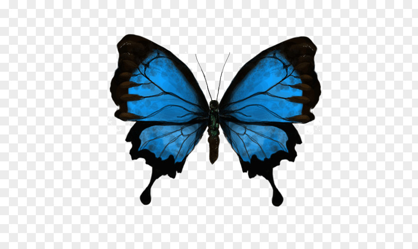 Spitz Butterfly Gfycat Clip Art PNG