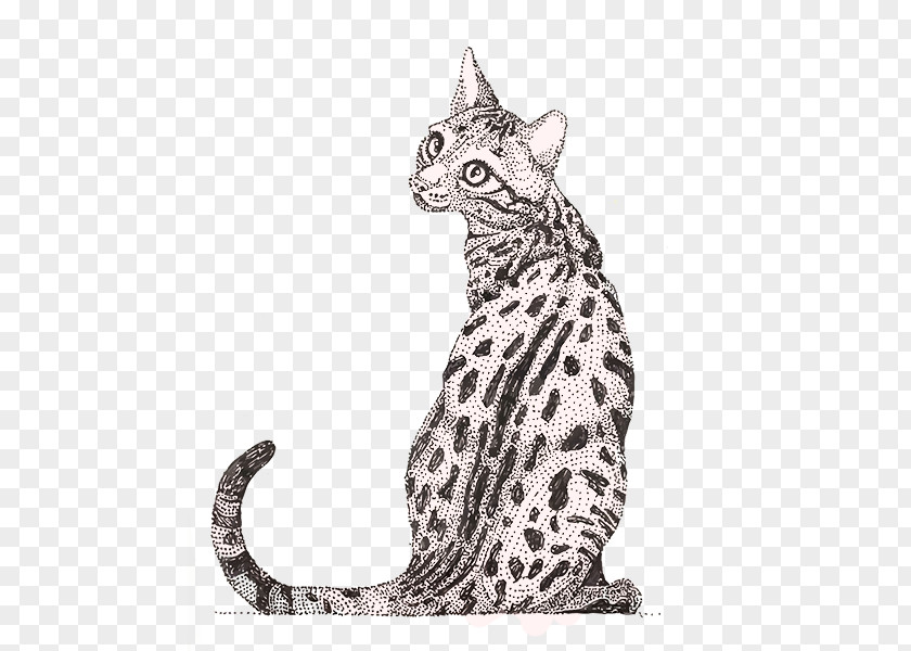 Whiskers Tabby Cat Wildcat Ocelot Ocicat PNG