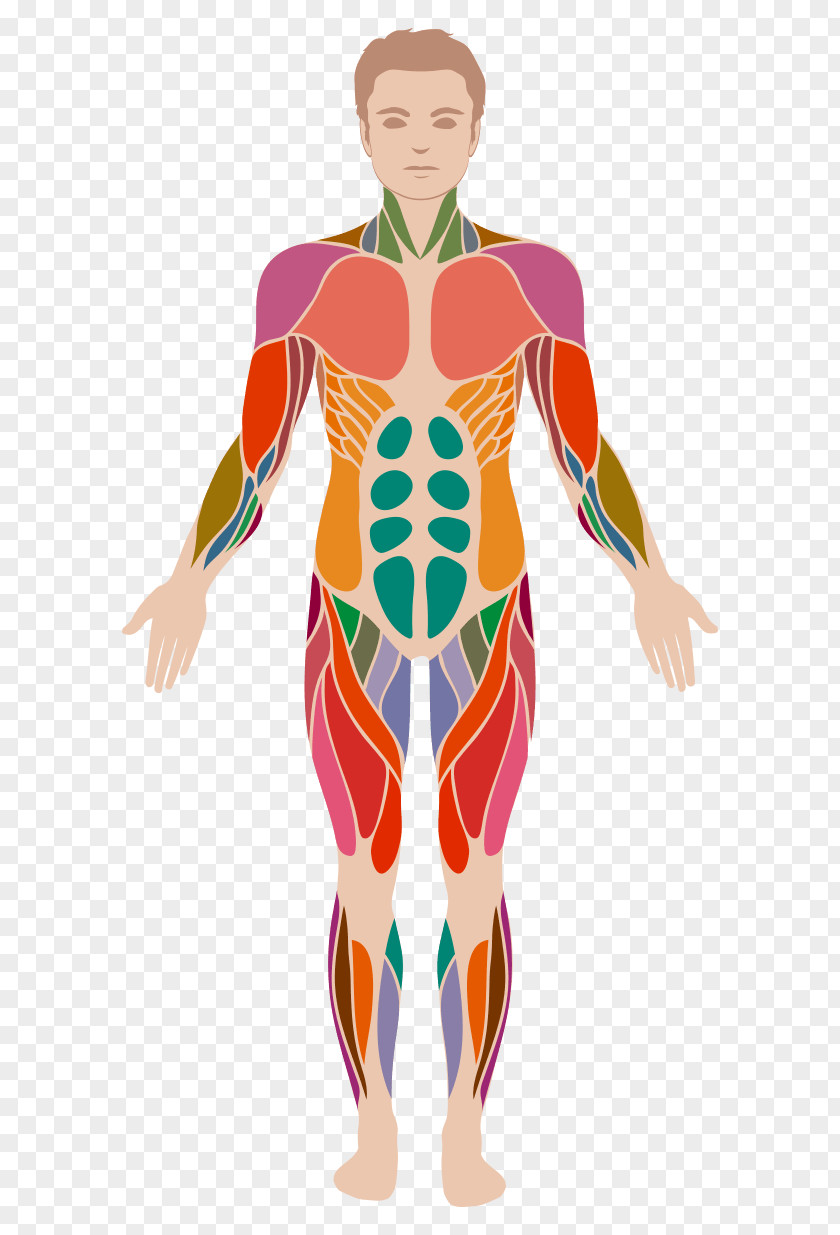 Appetite Human Body Anatomy Muscle Muscular System PNG
