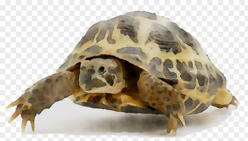 Box Turtles Tortoise Fauna Terrestrial Animal PNG