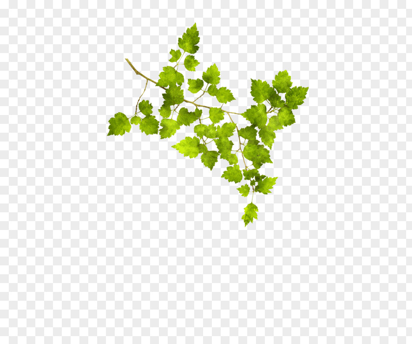 Hawthorn Grape Twig Leaf Vegetable Plant Stem PNG