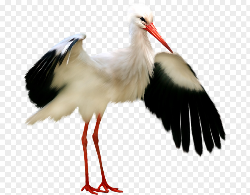 Li Bird White Stork Crane Fieseler Fi 156 PNG
