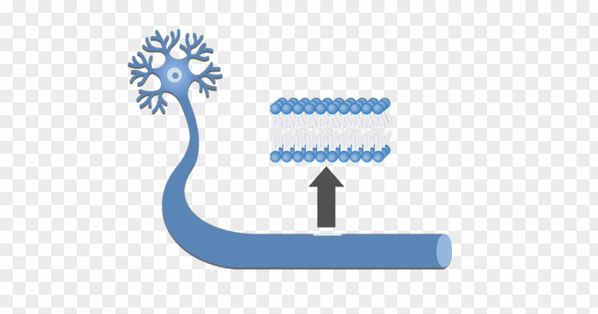 Lipid Bilayer Cell Membrane Lipids Biological PNG