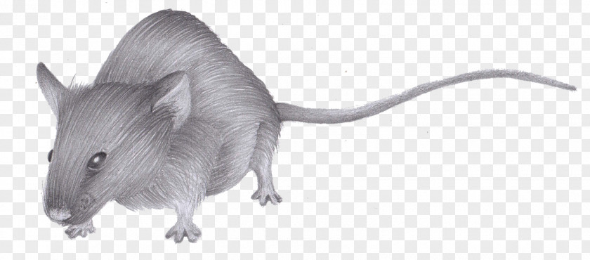 MMouse Drawing Clipart Rat Gerbil Whiskers Snout Black & White PNG