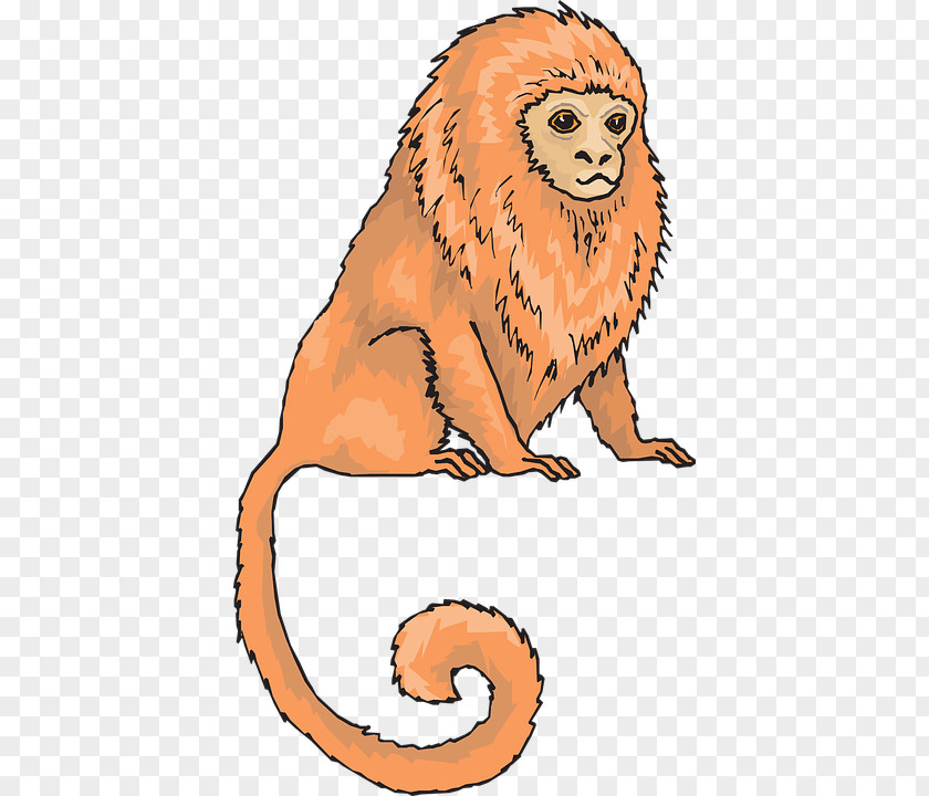 Monkey Golden Lion Tamarin Pygmy Marmoset Clip Art PNG