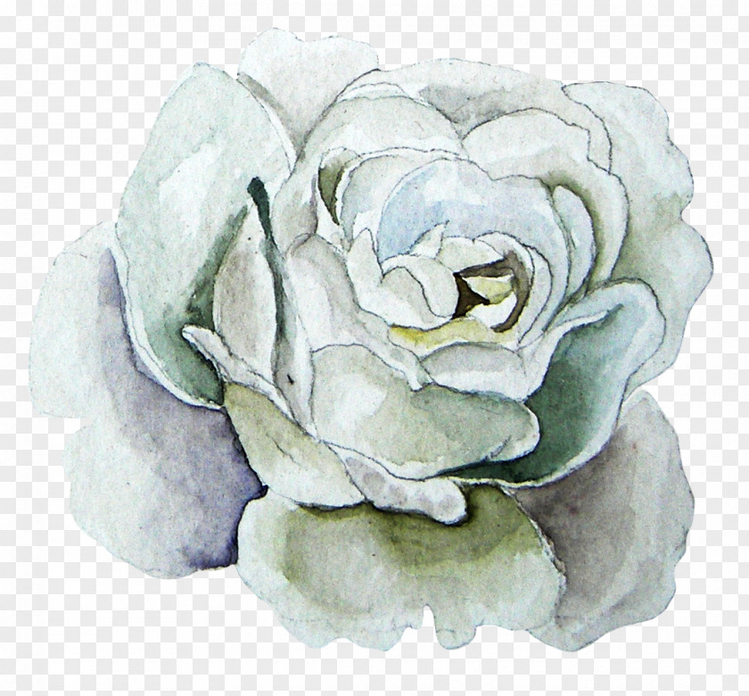 White Roses Watercolor Painting Garden Beach Rose PNG