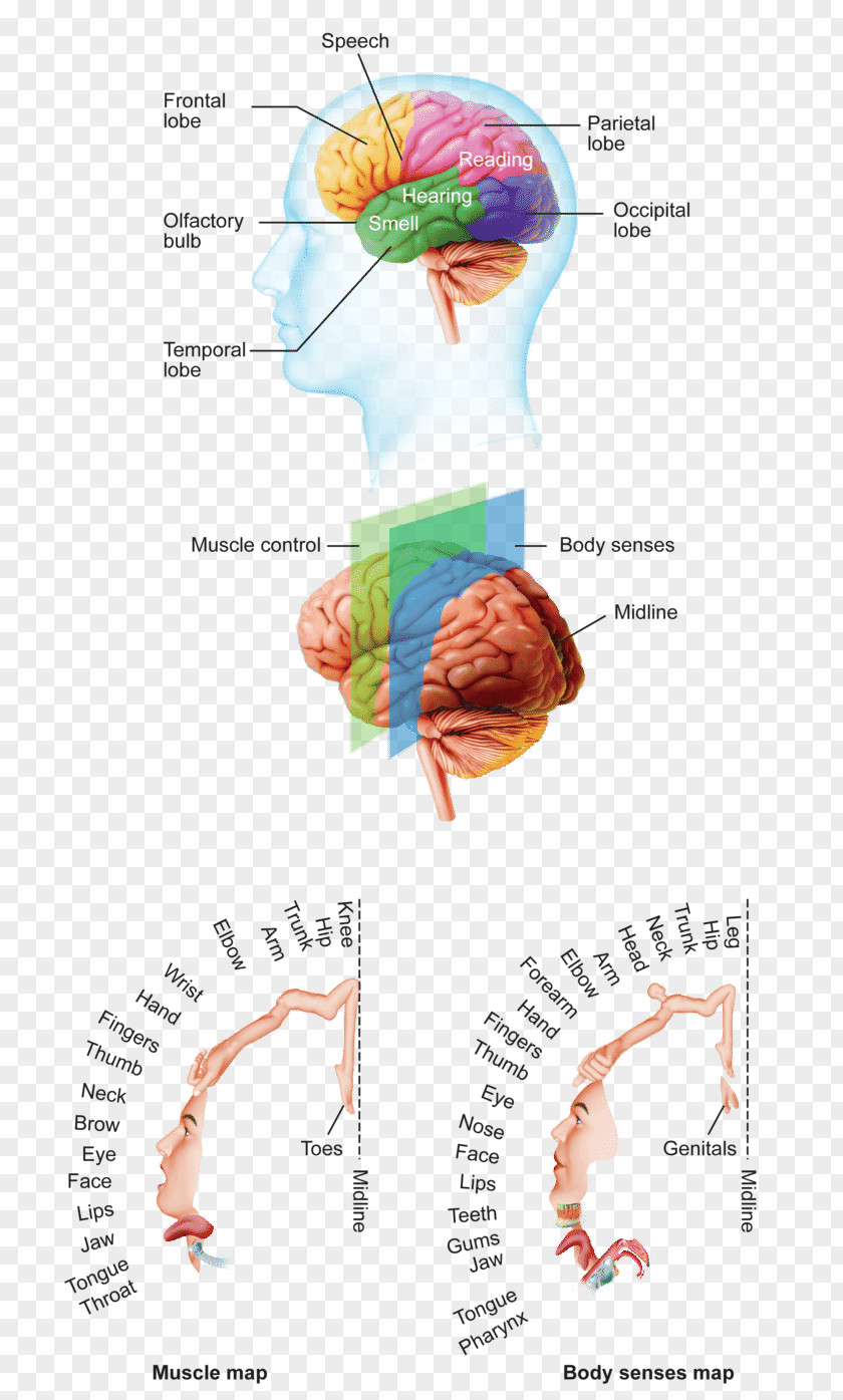 Brain Muscle Human Cerebral Cortex Anatomy Cerebrum PNG