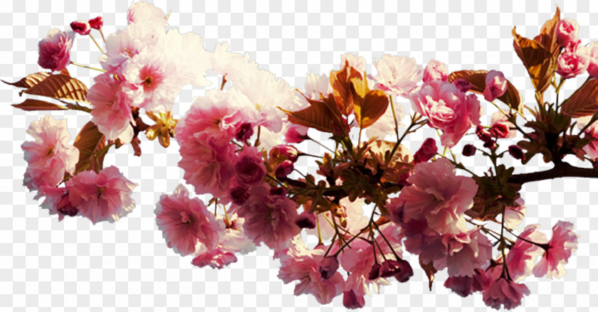 Cherry Blossom Cut Flowers Spring Floral Design PNG