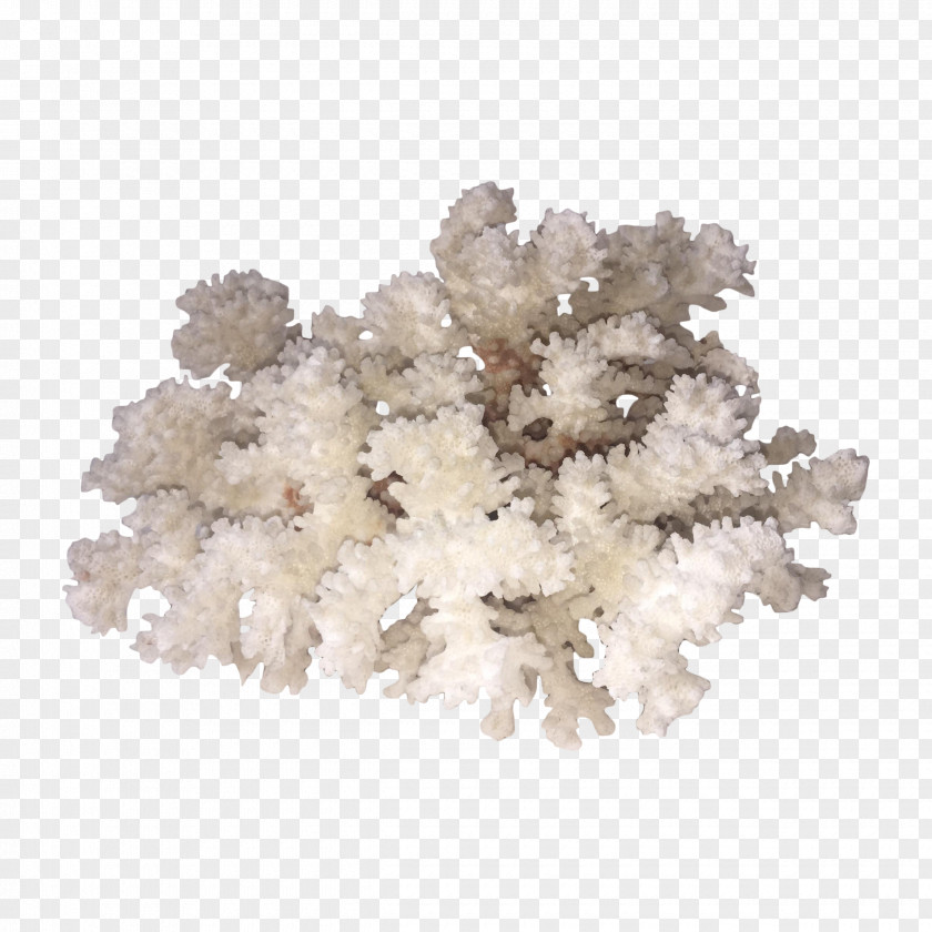 Coral Cabinetry Biological Specimen Chairish Drawer PNG