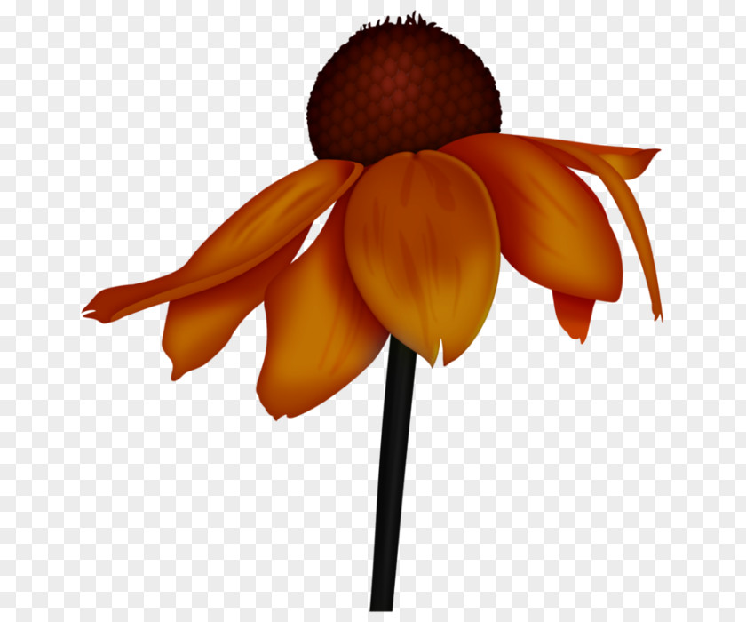 Cut Flowers Orange S.A. PNG