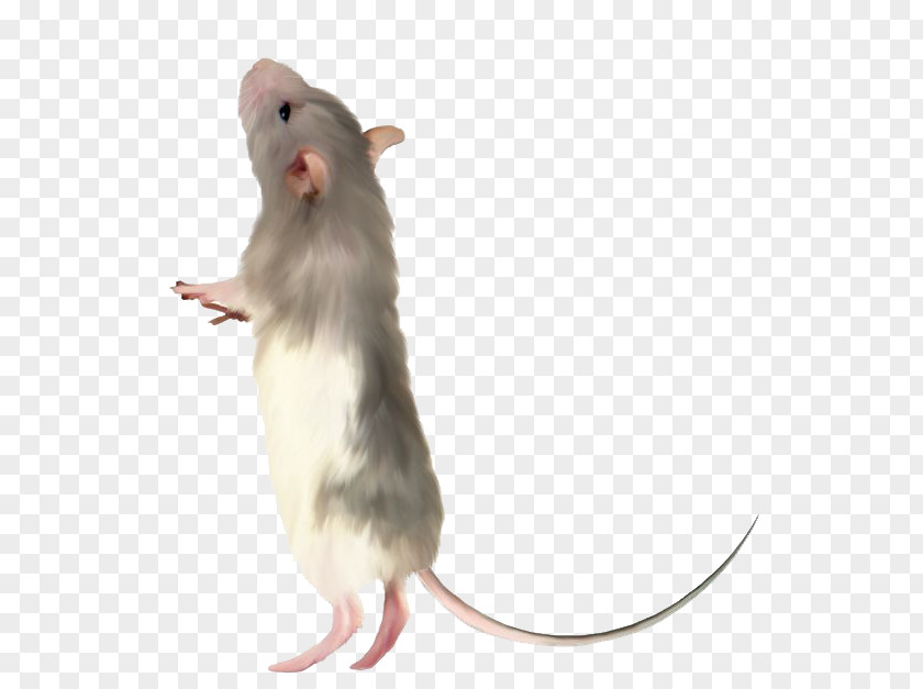 Cute Little Mouse Computer Rat PNG