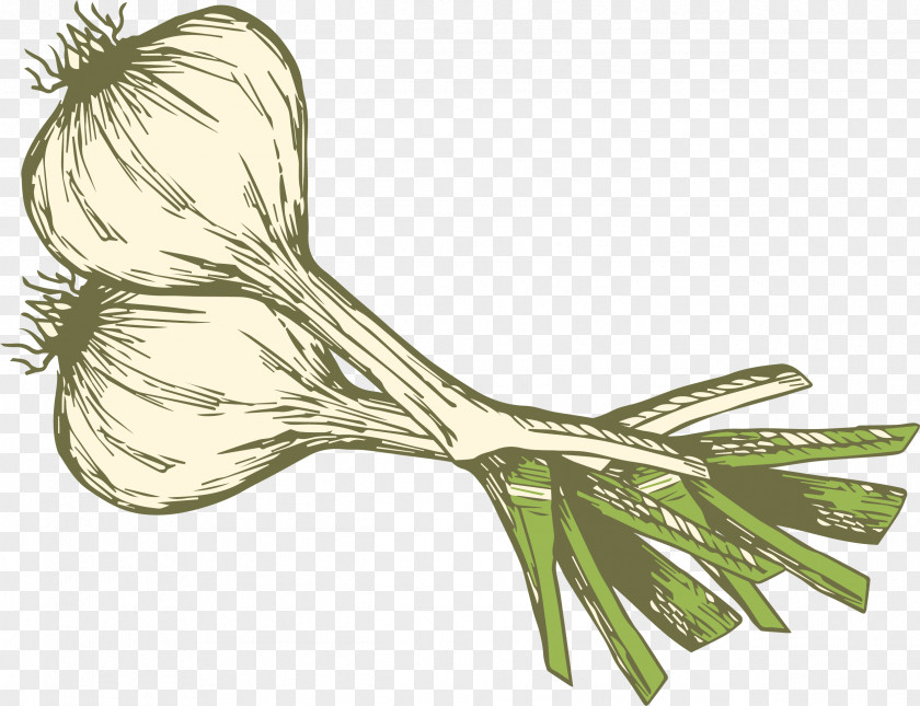 Garlic Decorative Pattern Clip Art PNG
