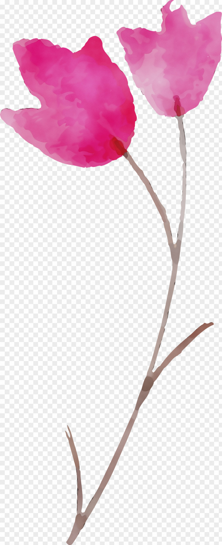 Rose PNG