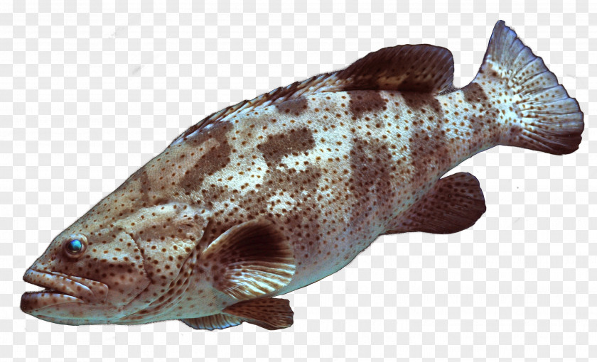 Fish Bony Fishes Atlantic Cod Marbled Rockcod PNG