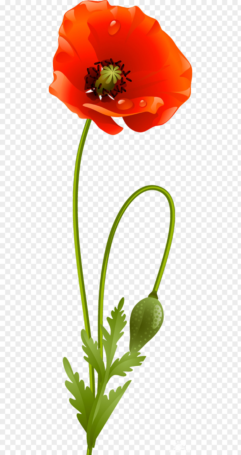 Gazania Flower Poppy Plant Stem Clip Art PNG